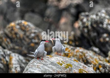 Una terna artica, Sterna paradisaea, offre al suo compagno un pesce come parte di un rituale di corteggiamento. Foto Stock