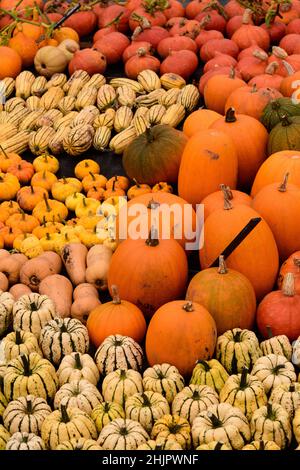 Mostra di una varietà di Pumpkins e Squash per i mercati agricoli e Halloween celebrazioni, in autunno a Shropshire, West Midlands Foto Stock