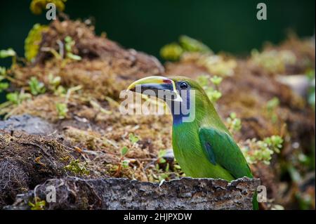 smeraldo toucanet o Smeraldo settentrionale toucanet (Aulacorhynchus prasinus), San Gerardo de Dota, Costa Rica, America Centrale Foto Stock