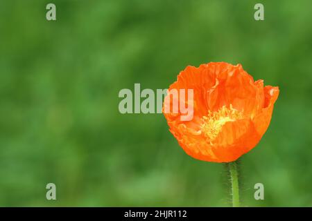 primo piano di un nuovo papavero arancione con attenzione alle timbrature, sfondo verde sfocato, spazio di copia Foto Stock