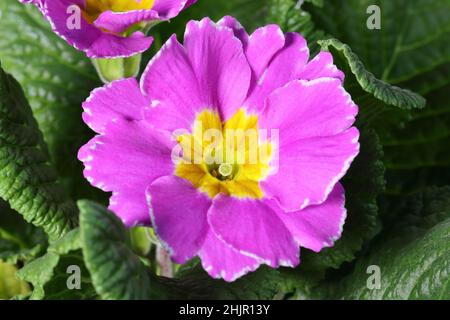 primo piano di un grazioso fiore viola primula vulgaris, vista dall'alto Foto Stock