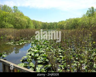 Tenafly Nature Center, è stato un leader nella conservazione dello spazio aperto educazione ambientale.Pond, lago con lonzoli verdi riflessi. Foto Stock