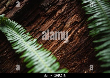 Albero di decomposizione con felci nella foresta pluviale dell'Oregon Foto Stock