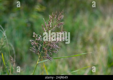 Testa di seme d'erba in autunno con fondo morbido, sfocato, verde Foto Stock