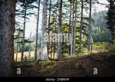 Il sole splende attraverso gli alberi della costa dell'Oregon Foto Stock