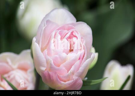 Dolce terry tulip Foxtrot su uno sfondo di fogliame verde Foto Stock