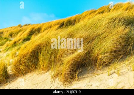 La Duna di Heligoland con erba di mare per la protezione delle dune, isola del Mare del Nord di Heligoland, Schleswig-Holstein, Germania del Nord, Europa Foto Stock