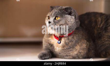 Scottish fold Cat, scottish fold Cat posando pigro sul pavimento, fuoco selettivo, foto orizzontale Foto Stock