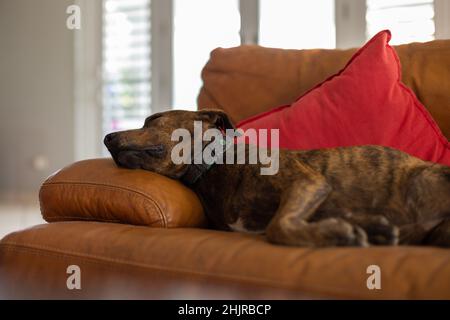 Cane che dorme su un divano in pelle. Messa a fuoco selettiva. Foto Stock