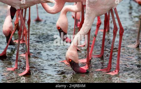 Alimentazione filtro Flamingos minore, Baia di Walvis, Namibia Foto Stock