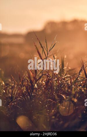 Lascia alla luce del mattino. Foto di alta qualità Foto Stock