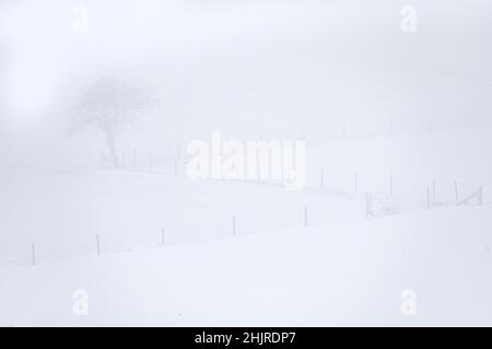 Albero che appare dalla nebbia Foto Stock