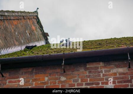 Jackdaws (Corvus monidula) che si nutrono tra il muschio del tetto Foto Stock