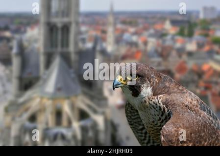 Falco di Peregrine (Falco peregrinus) ritratto in primo piano di femmina arroccato sulla torre della chiesa nella città europea Foto Stock