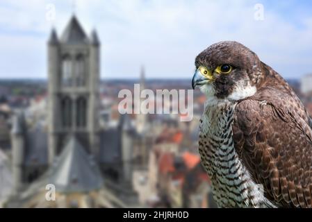 Falco di Peregrine (Falco peregrinus) ritratto in primo piano di femmina arroccato sulla torre della chiesa nella città europea Foto Stock