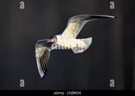 Gabbiano con testa nera su sfondo scuro Foto Stock