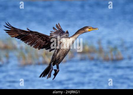 Doppio di cormorani crestato in pieno svolgimento Foto Stock