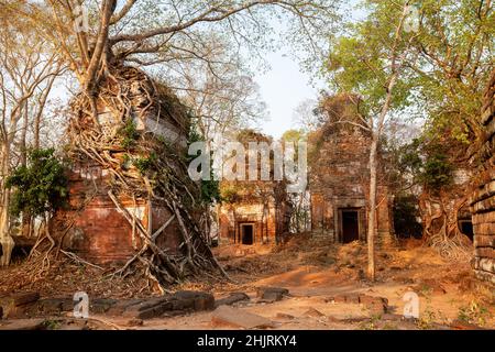 Rovine dell'antico tempio Hindu Prasat PRAM a Koh Ker, 10th secolo. Le rovine sono intricate da radici di alberi. Siem Reap, Cambogia Foto Stock