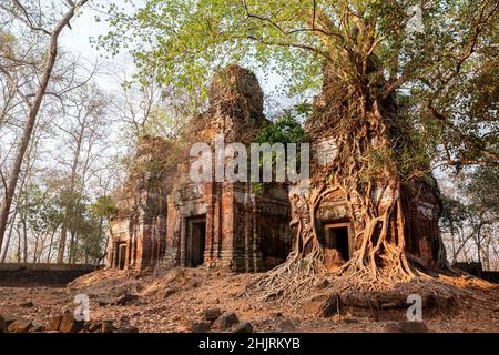 Rovine radicate dell'antico tempio Hindu Prasat PRAM a Koh Ker, 10th secolo. Siem Reap, Cambogia Foto Stock