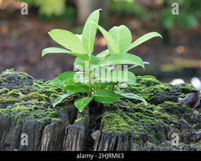 Nuova crescita da un vecchio ceppo di albero Foto Stock