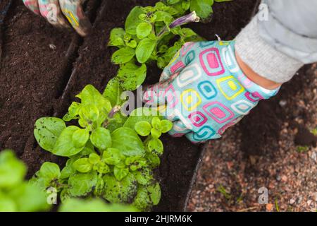 Il giardiniere ripianta i fiori della petunia, foto ravvicinata delle mani con fuoco morbido selettivo Foto Stock