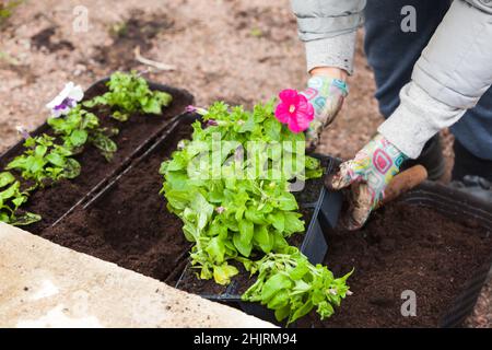 Il giardiniere ripianta le piantine di fiori di petunia in pentole decorative, foto ravvicinata con fuoco morbido selettivo Foto Stock