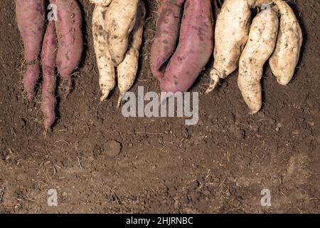 Raccogliendo i generi differenti di patate dolci. Radici bianche e porpora di patate dolci, da vicino a terra con spazio copia. Foto Stock