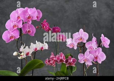 Diversi bei fiori di orchidea Phalaenopsis. Alcuni splendidi fiori Orchidea su sfondo grigio. Casa Orchis giardino. Foto Stock