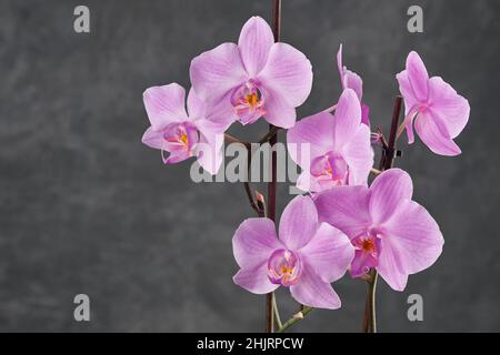 Bella rosa Phalaenopsis orchidea fiore. Orchidea di lusso su sfondo grigio. Foto Stock