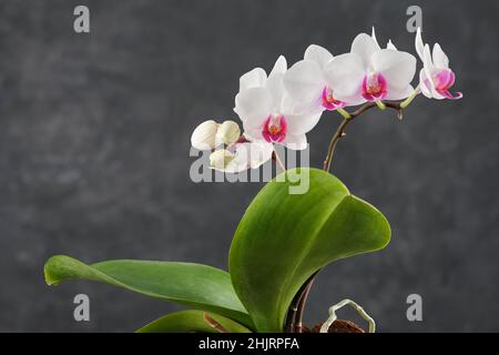 Bellissimo fiore bianco Phalaenopsis orchidea. Orchidea di lusso su sfondo grigio. Foto Stock