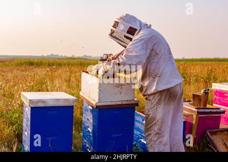 Apicoltore è tenuto fuori il nido sul telaio di legno per estrarre il miele da alveari, raccolto. Foto Stock