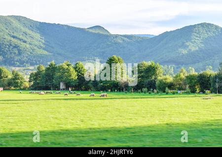 Gregge di pecore con un pastore in mezzo ad un prato con erba verde in un'area agricola in Croazia. Alberi e montagne sullo sfondo. Foto Stock