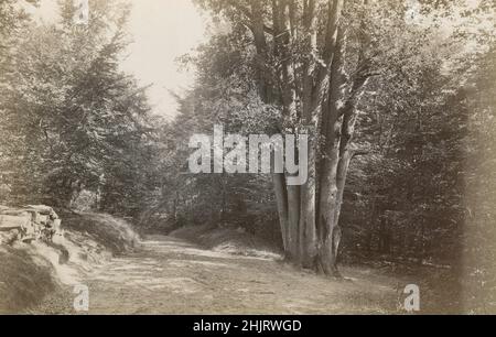 Antica fotografia del 'nido dell'aquila' nel bosco di Fontainebleau, Francia, risalente al 1890. FONTE: FOTO ORIGINALE DELL'ALBUME Foto Stock