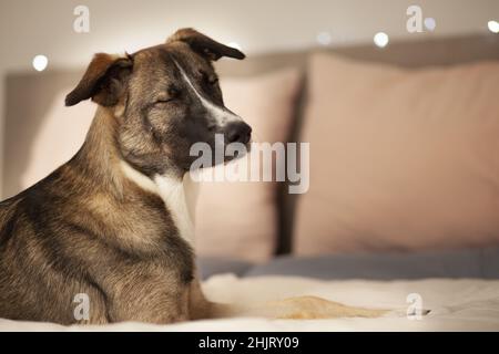 Felice occhi di chiusura goberian, cane, Husky, fuoco selettivo Foto Stock