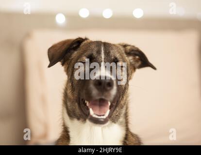 Happy dog ​​with occhi chiusi guardando la telecamera, fuoco selettivo Foto Stock