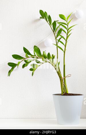 Trendy verde houseplant Zamioculcas in vaso di plastica bianca su sfondo bianco. Zamioculcas zamiifolia. Concetto domestico di cura della pianta, giardinaggio. Minimalista Foto Stock