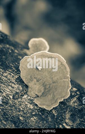 Foto in bianco e nero della foresta tropicale naturale della giungla con funghi muschio licheni sugli alberi sentiero escursionistico sulla grande isola tropicale Ilha Foto Stock