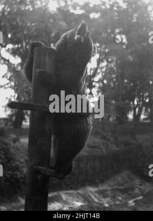 1940s, storico, un orso bruno in piedi su un posto di legno nella sua recinzione, Dudley Zoo, Dudley, Warwick, Inghilterra, REGNO UNITO. Gli orsi bruni europei erano una specie originale quando lo zoo, nei terreni del Castello di Dudley, è stato aperto nel 1937, ospitato in quello che era noto come il Bear Ravine, un recinto appositamente progettato nella forma architettonica 'modernista' del tecton. Gli orsi sono rimasti allo zoo until1980. Foto Stock