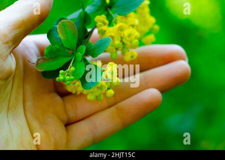 bei fiori gialli nella palma, fiori delicati Foto Stock