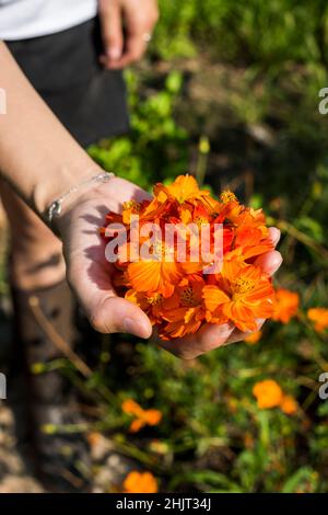 Raccolta del Cosmo dello zolfo per colorante naturale Foto Stock