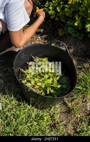 Agricoltore urbano che raccoglie Indigo giapponese Foto Stock