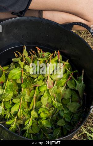 Agricoltore urbano che raccoglie Indigo giapponese Foto Stock