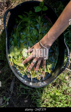 Agricoltore urbano che raccoglie Indigo giapponese Foto Stock