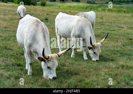 cratatte grigie ungheresi sul campo verde in Ungheria Foto Stock