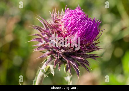 Cardo di fiori rosa, fiore medicinale primo piano Foto Stock