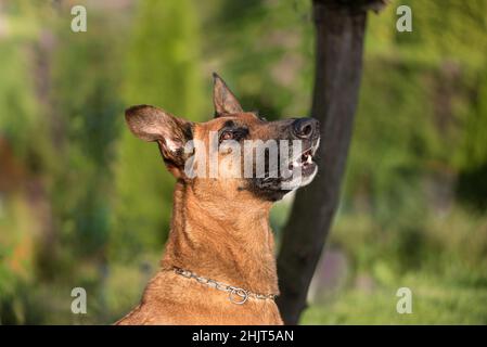 Ritratto di un pastore belga marrone Malinois. Foto Stock