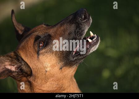 Ritratto di un pastore belga marrone Malinois. Foto Stock
