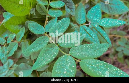 Pianta verde coperta di gocce d'acqua, primo piano di erba coperta di rugiada del mattino. Foto Stock