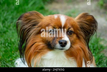 bel cane di razza papillon, colore - rosso-marrone-bianco, ritratto Foto Stock