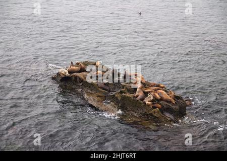 I leoni marini che si stendano sulla roccia nel mezzo dell'Oceano Pacifico vicino alla California Foto Stock